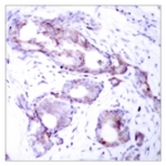 Rabbit anti-Myc (Phospho-Ser373) polyclonal antibody