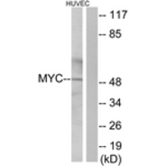 Rabbit anti-MYC polyclonal antibody