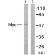 Rabbit anti-MYC  polyclonal antibody