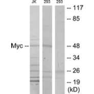 Rabbit anti-MYC  polyclonal antibody