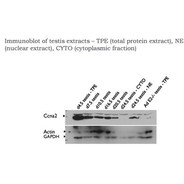 Rabbit anti-Ccna2 polyclonal antibody - C-terminal region