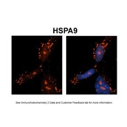 Rabbit anti-HSPA9 polyclonal antibody - C-terminal region