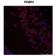 Rabbit anti-FKBP4 polyclonal antibody - C-terminal region