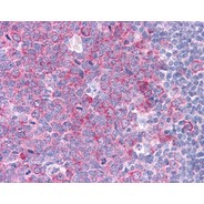 Rabbit anti-HSP90AA1 polyclonal antibody - N-terminal region