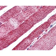Rabbit anti-HSPA9 polyclonal antibody - C-terminal region