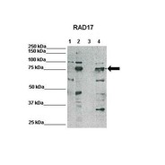 Rabbit anti-RAD17 polyclonal antibody - N-terminal region