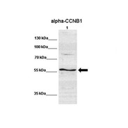 Rabbit anti-CCNB1 polyclonal antibody - C-terminal region