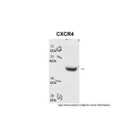Rabbit anti-CXCR4 polyclonal antibody - N-terminal region