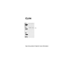 Rabbit anti-CLK4 polyclonal antibody - N-terminal region