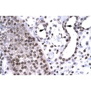 Rabbit anti-BARHL2 polyclonal antibody - middle region