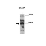 Rabbit anti-SMAD7 polyclonal antibody - N-terminal region