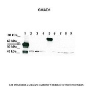 Rabbit anti-SMAD1 polyclonal antibody - middle region
