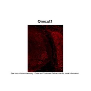 Rabbit anti-Onecut1 polyclonal antibody - C-terminal region