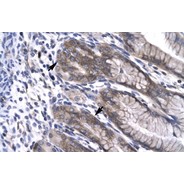 Rabbit anti-NPAS1 polyclonal antibody - C-terminal region