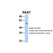 Rabbit anti-PAX7 polyclonal antibody - middle region
