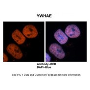 Rabbit anti-Ywhae polyclonal antibody - C-terminal region