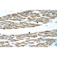 Rabbit anti-MYC polyclonal antibody - N-terminal region