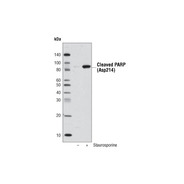 Anti-biotin (D5A7) Rabbit mAb (HRP Conjugate)