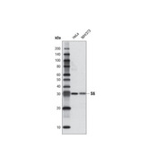 Anti-biotin (D5A7) Rabbit mAb