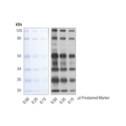 Anti-Blue (2D2F11) Mouse mAb (HRP Conjugate)