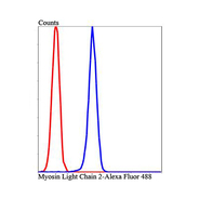 Myosin Light Chain 2