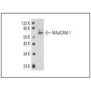 MAdCAM-1 [IgG2a]