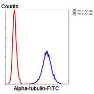 Alpha-tubulin
