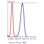 alpha smooth muscle Actin [SY25-03]