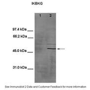 Rabbit anti-IKBKG polyclonal antibody - middle region