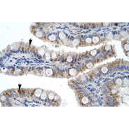 Rabbit anti-ZNF341 polyclonal antibody - middle region