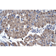 Rabbit anti-GAS7 polyclonal antibody - N-terminal region