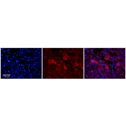 Rabbit anti-EEA1 polyclonal antibody - N-terminal region