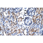 Rabbit anti-GFI1B polyclonal antibody - N-terminal region
