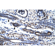 Rabbit anti-HES7 polyclonal antibody - middle region