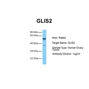 Rabbit anti-GLIS2 polyclonal antibody - N-terminal region