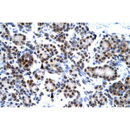 Rabbit anti-HES7 polyclonal antibody - middle region