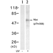c-Myc (phospho Thr358) antibody