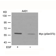 c-Myc (phospho Ser373) antibody