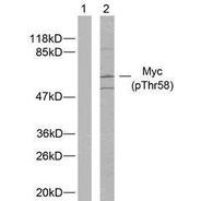 c-Myc (phospho Thr58) antibody