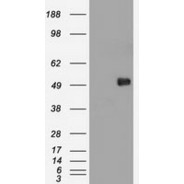 c-Myc antibody 