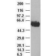 c-Myc antibody 