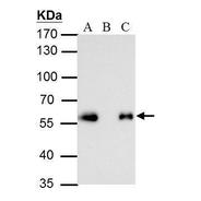 DDDDK tag antibody 