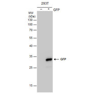 GFP antibody