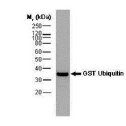 GST antibody 