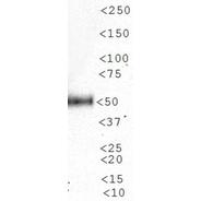 n-Myc antibody 
