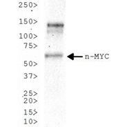 n-Myc antibody 