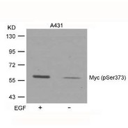 Myc (phospho Ser373) Antibody