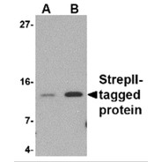 StrepII-tag Antibody