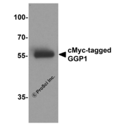cMyc-tag Antibody
