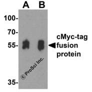 cMyc-tag Antibody